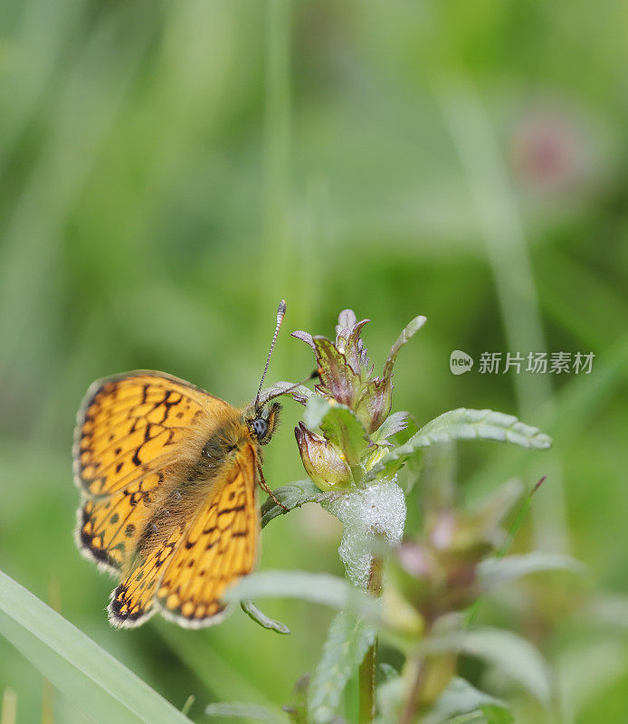 沼泽贝母蝶(Boloria eunomia)